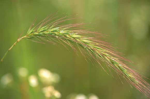 Grass Arch