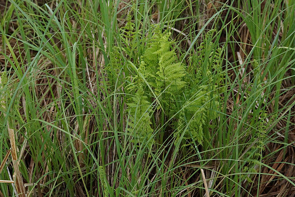 Marsh Fern  Thelypteris palustris