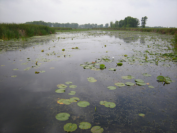 Fox River Slough