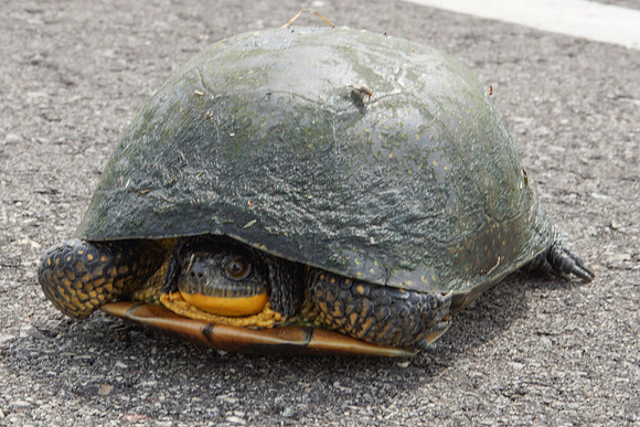 Blandings Turtle