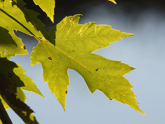 Silver Maple (Acer saccharium) Leaf