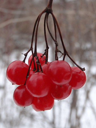 Highbush Cranberry Berries