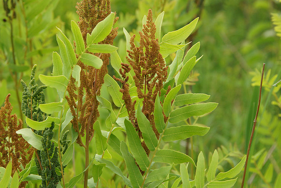 Royal Fern