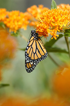 Monarch Butterfly on Butterfly Weed Flower