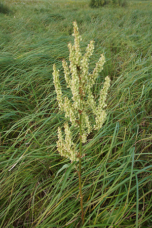 WaterDock Seeds