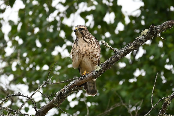 Broad-winged Hawk