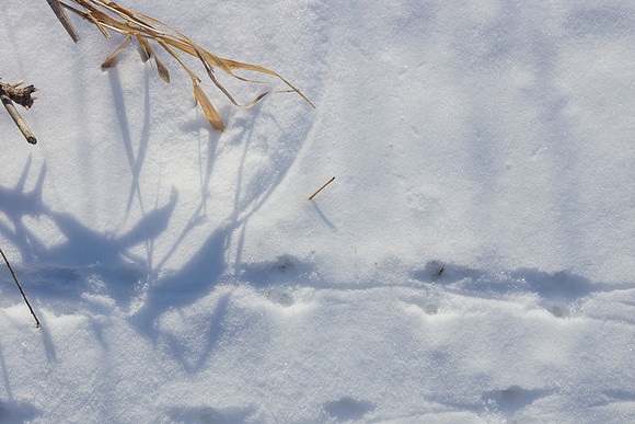 Snow Tracks