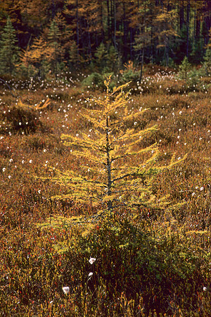 Small Tamarac Tree