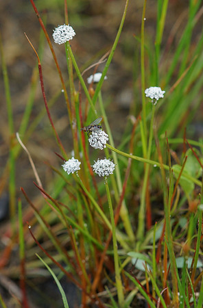 Pipewort