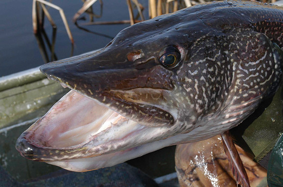 Northern Pike Portrait
