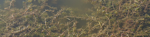 Eurasian watermilfoil (Myriophyllum spicatum)