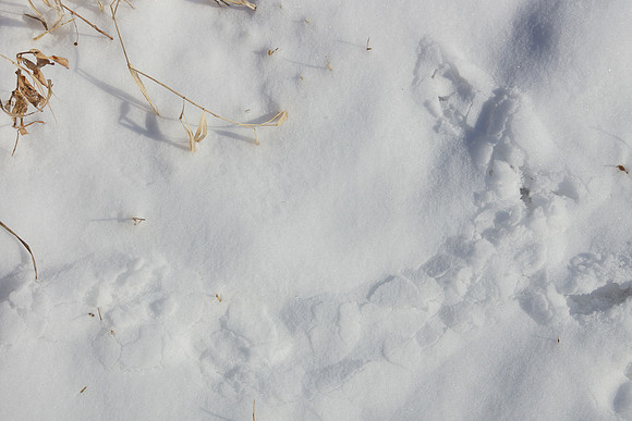 Tracks in the snow of small mammals