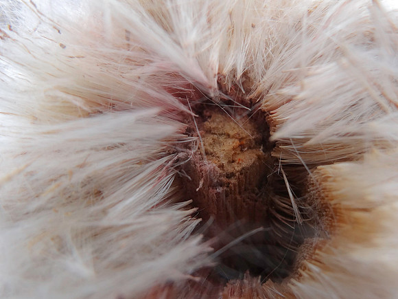Cattail Seeds