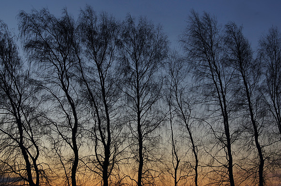 Tee Silhouettes at Dawn