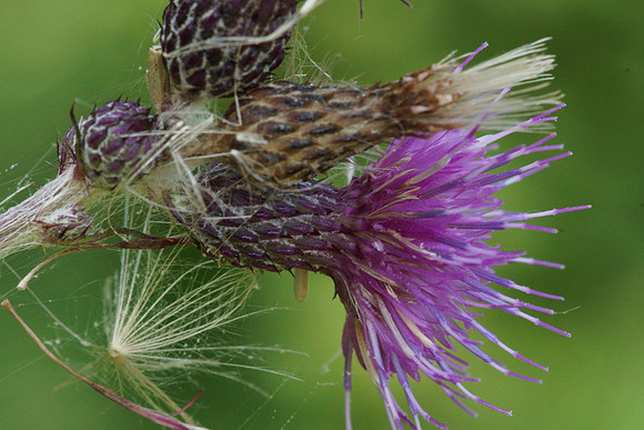 European Marsh Thistle Flower